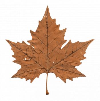 Faded Maple Leaf transparent PNG - StickPNG