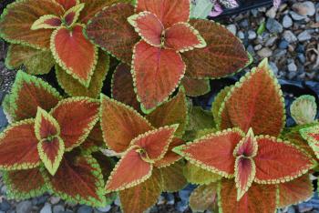 caladiums | Dirt Simple