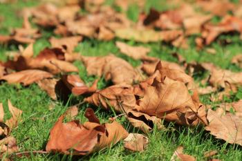 Brown Leafs on Green Grass