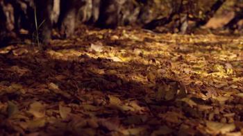 Brown dry leaves on the ground in the forest. Close smooth dolly ...