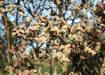 Why are so many brown leaves still hanging on the trees? | PennLive.com