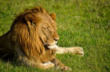 Brown Lion Sitting on Green Grass Field