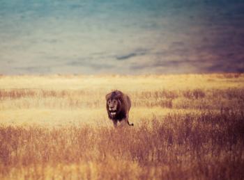 Brown Lion Walking on Brown Withered Grass Field