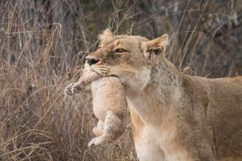 Lioness seen carrying her tiny cubs
