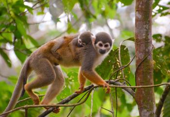 Spider Monkey - Facts, Diet & Habitat Information