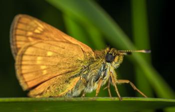 Brown Moth in Close-up Photography