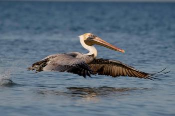 Brown Pelican | Audubon Field Guide