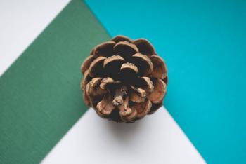 Brown Pinecone Close-up