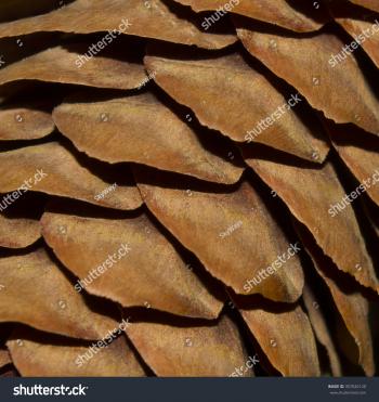 Light Brown Texture Fir Cones Pinecone Stock Photo 357026120 ...