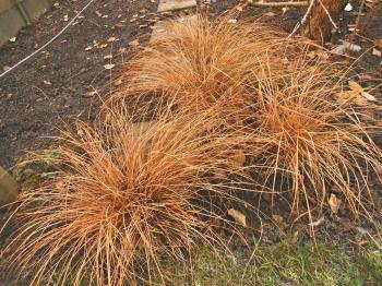Winter Plants for the Pacific Northwest - That Bloomin' Garden