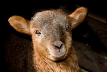Brown Sheep Close Up Photography