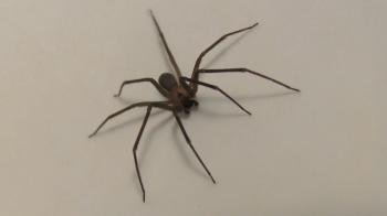Brown Recluse spider HD close-up footage - YouTube