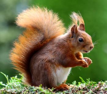 Brown Squirrel · Free Stock Photo
