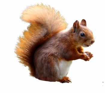 Squirrel Cute PNG Image - PurePNG | Free transparent CC0 PNG Image ...