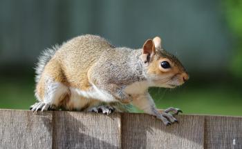Brown Squirrel on Brown Garden Railings
