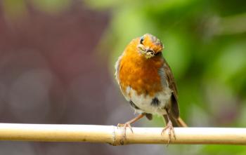 Selective focus photography of brown and white bird perching on ...