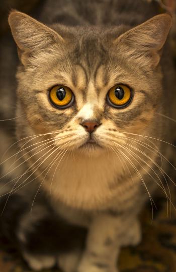 Brown Tabby Cat Close Up Photo