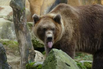 Bruine beer in dierenrijk Amersfoort