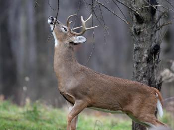 The Whitetail Calling Card | From the Field