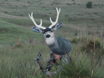 Archery Mule Deer Buck Decoy - Heads Up Decoy