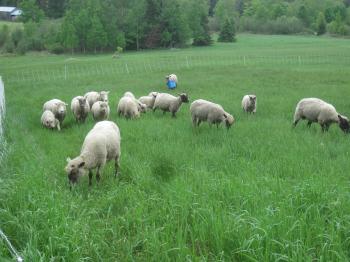 The Bucket Debacle | Fairhope Farm