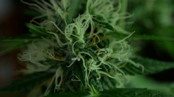 Closeup of Cannabis female plant with long pistils in flowering ...