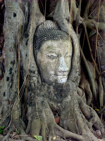 Buddha Roots