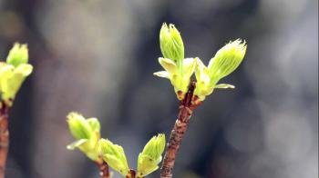 10 Second Tree Bud Timelapse - YouTube