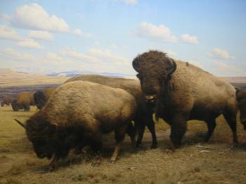 Buffalo on the plains