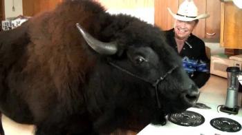 Incredible Buffalo Riding in a Pontiac - YouTube
