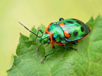 Bug Identifier - Future Services - Let Us Identify Your Bug