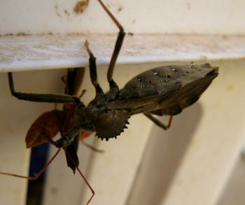 Wheel Bug | Lazy B Farm's Blog