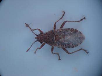 Nuisance and household pests-Grass bug | Pacific Northwest Pest ...