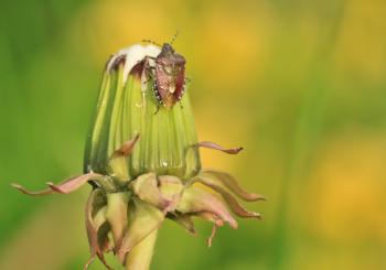 Bug on the Cotton Flower