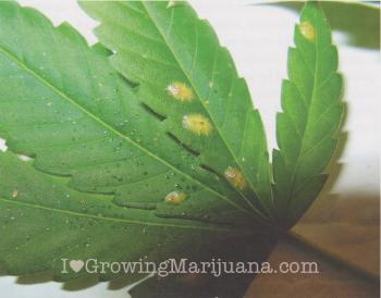 Marijuana Pests & Bugs - Control And Identification | Cannabis and ...