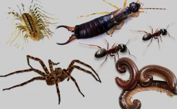 Crawling Insects Commonly Found in Minnesota Homes | Rainbow Pest ...