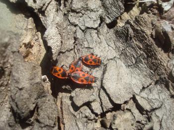 Bugs mating on a tree