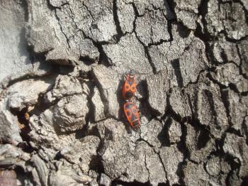Bugs mating on a tree