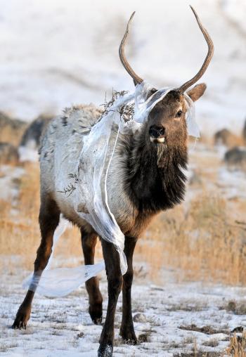 Spike bull elk tempt hunters to take 'the gamble' | The Spokesman-Review