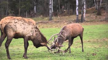Elk and deer in a fight - YouTube