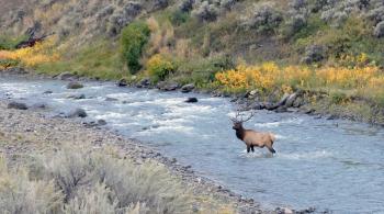 Bull Elk in the River