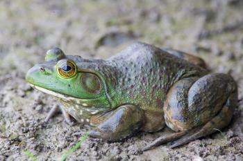 bullfrog3.jpg