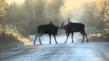 Bull Moose fighting - Severe injury - YouTube