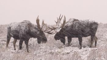 Epic Winter Moose Battle - YouTube