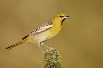Bullock's Oriole | Audubon Field Guide