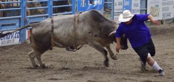 Canadian Bulls & Broncs! | Travels with the Blonde Coyote