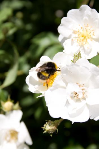 Bumble Bee Taking Nectar
