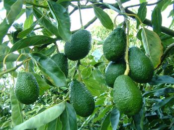 Avocados in Western Australia – overview | Agriculture and Food