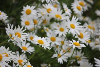 Bunch Of Daisies Free Stock Photo - Public Domain Pictures