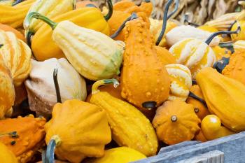 Bunch of Gourds